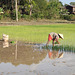 Lao Rice planting