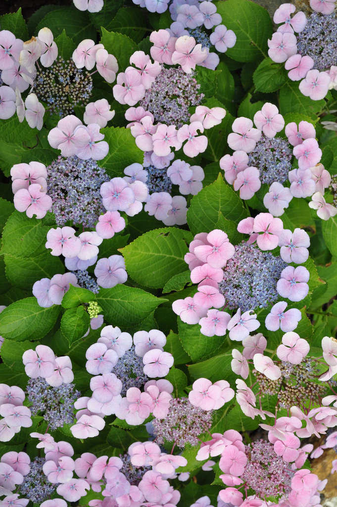 HORTENSIAS