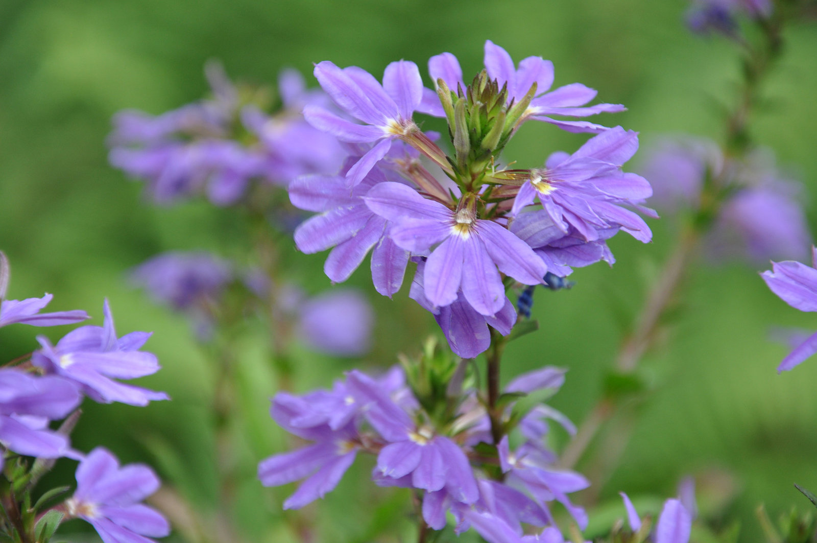 SCAEVOLA