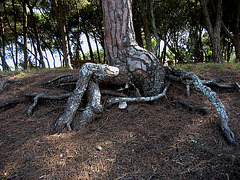 Lisboa, Park of Monsanto, scary tree