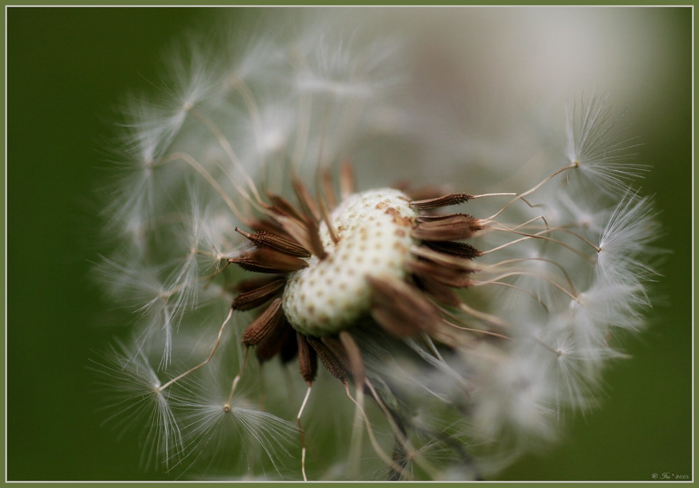Dandelion