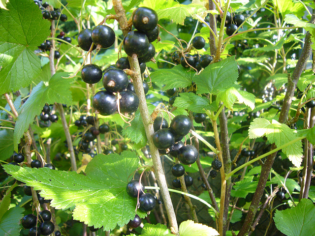 schwarze Johannisbeeren