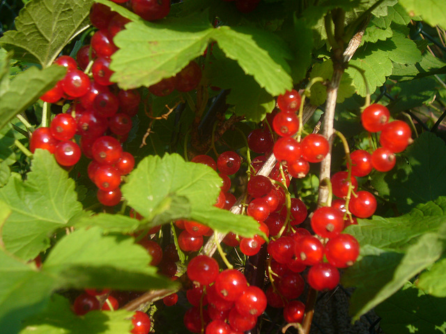 rote Johannisbeeren