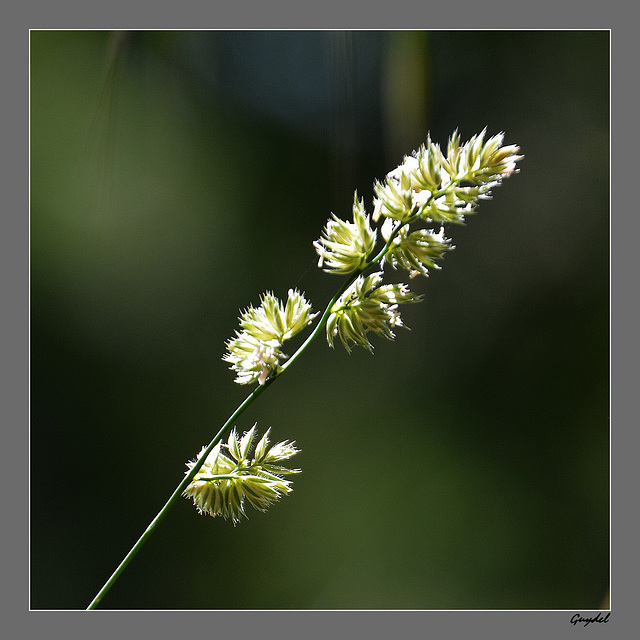 Juste une Herbe