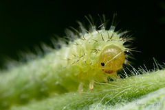 sawfly larva 001