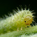 sawfly larva 001