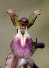 Hügelknabenkraut (Orchis collina) 1