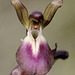 Hügelknabenkraut (Orchis collina) 1