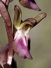 Hügelknabenkraut (Orchis collina) 2