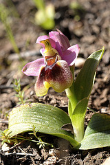Wespen-Ragwurz (Ophrys tenthredinifera) (1)