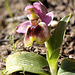 Wespen-Ragwurz (Ophrys tenthredinifera) (1)