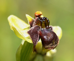 Drohnen-Ragwurz (Ophrys bombyliflora) 1