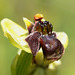 Drohnen-Ragwurz (Ophrys bombyliflora) 1