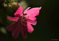 Red Campion