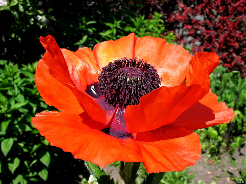 Mohn