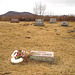 Cimetière américain typique /  Mountain view cemetery. Saranac lake area.  NY. USA . March 29th 2009 - Oliver's flowery swan /  Oliver et son cygne fleuri