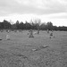 Cimetière américain typique /  Mountain view cemetery. Saranac lake area.  NY. USA . March 29th 2009-  N & B