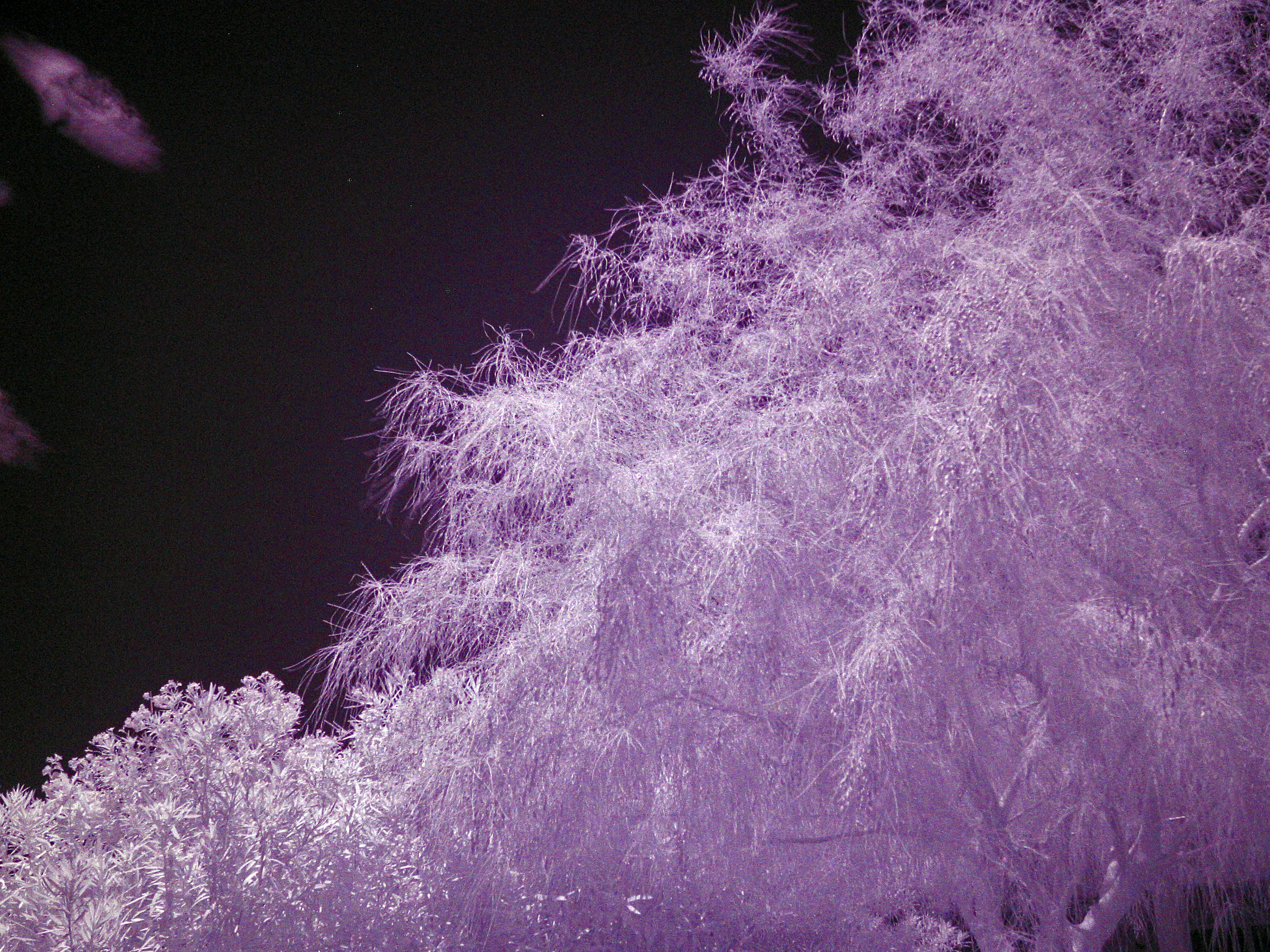 Oleander - Palo Verde - Sky (0002)
