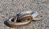 Snake On The Road (0329)