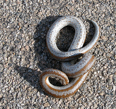 Snake On The Road (0330)