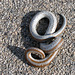 Snake On The Road (0330)