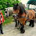 Kutschfahrt im Freilichtmuseum Detmold