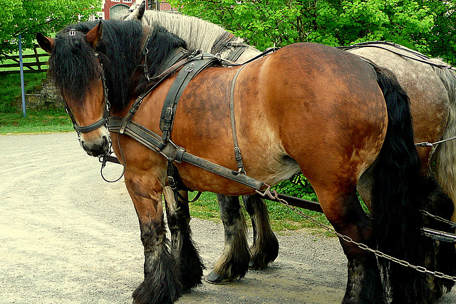 Kutschfahrt im Freilichtmuseum Detmold