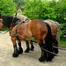 Kutschfahrt im Freilichtmuseum Detmold