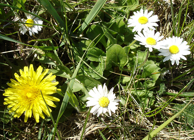 Löwenzahn und Gänseblühmchen