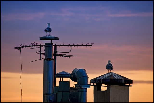 morning seagulls watching