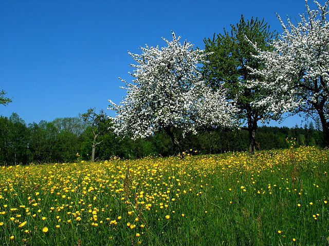 Hahnenfußwiese + Streuobstbäume