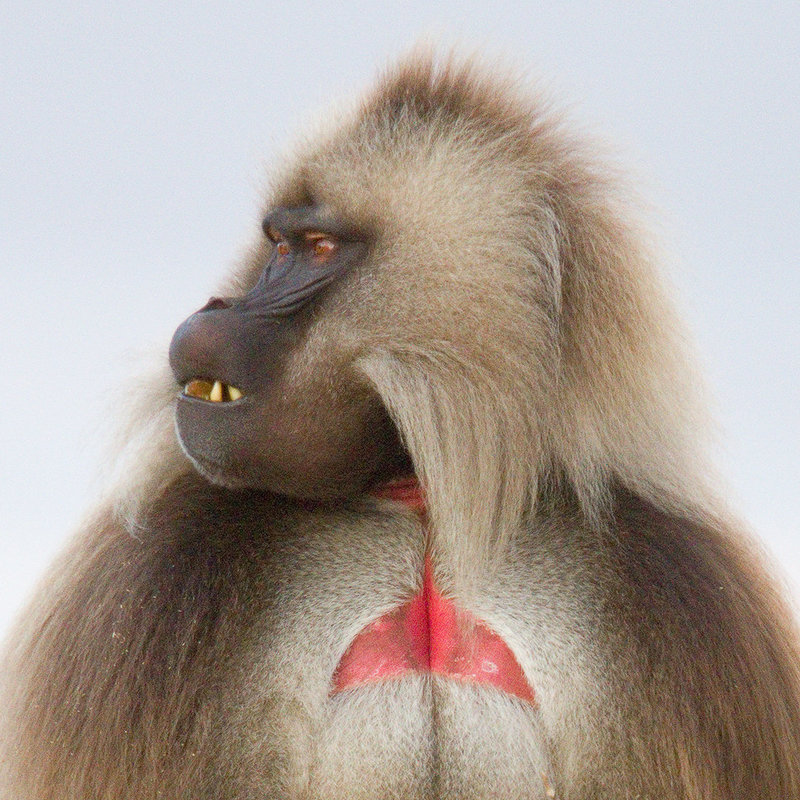 Gelada Profile