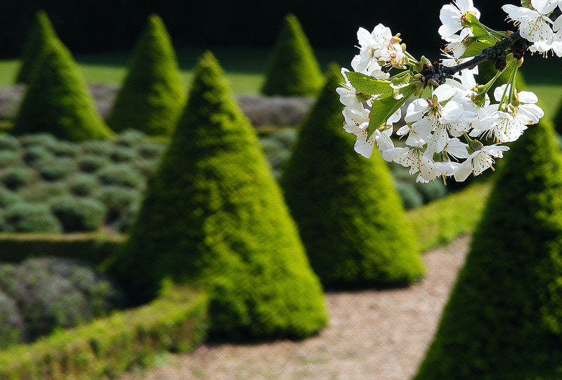 Blossoms and cones