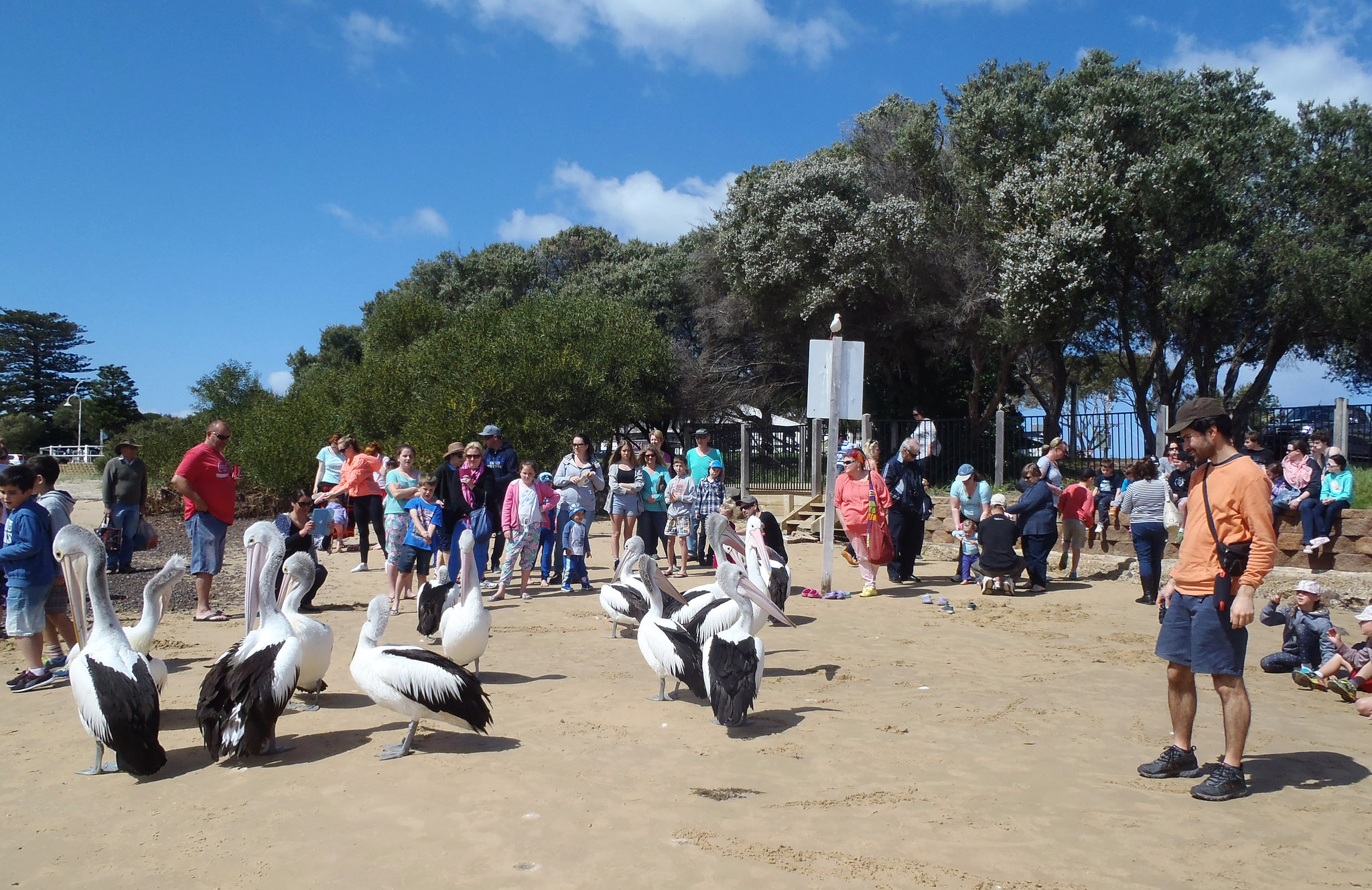 San Remo pelicans