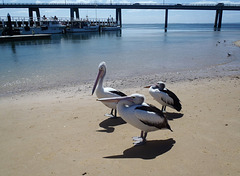 San Remo pelicans