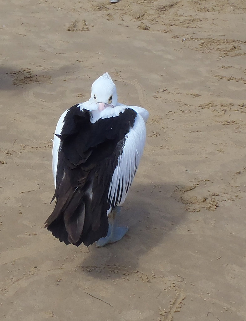 San Remo pelicans