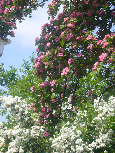 Schneeweißchen und Rosenrot