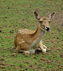 Bambi Chewing Gum ;-)