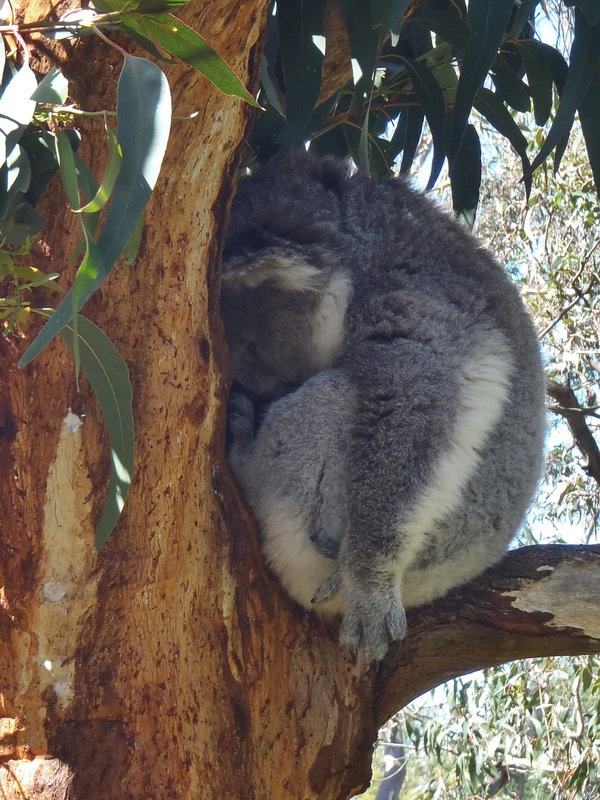 hard working koalas