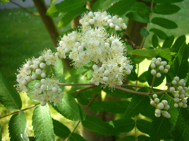 Blüte der Eberesche