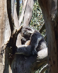 hard working koalas