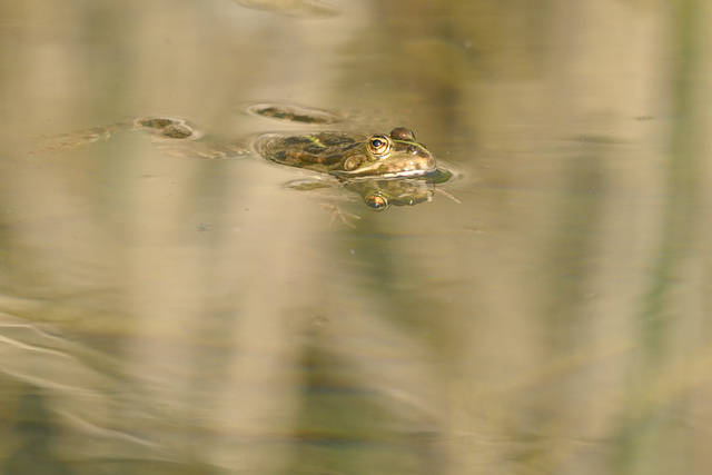 Gold-coloured reflections