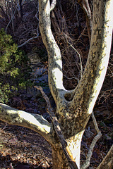 Arizona Sycamore