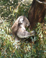 koala awake!