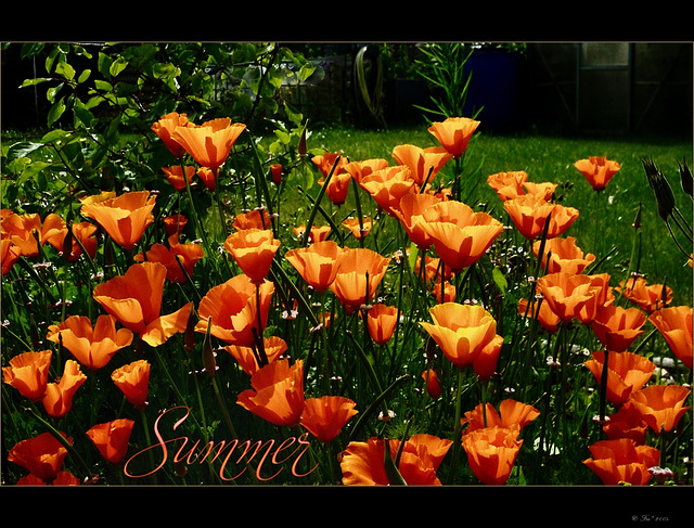 ~summer poppys~