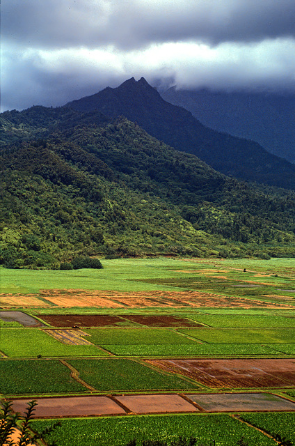 sun on the fields of Kauai - 1989