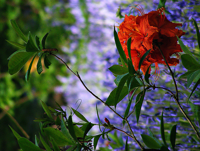 Glowing red