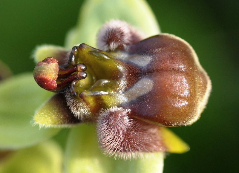 Drohnen-Ragwurz (Ophrys bombyliflora) 2