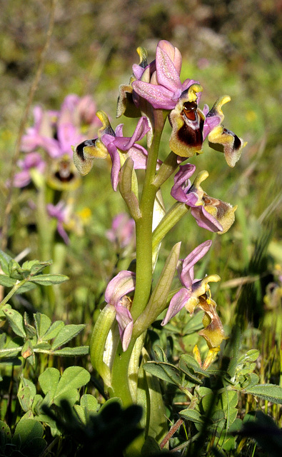 PIP Wespen-Ragwurz (Ophrys tenthredinifera)