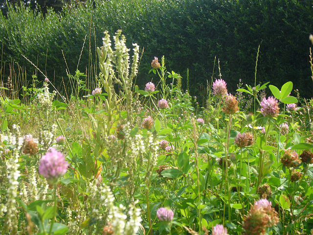 German Wildflowers